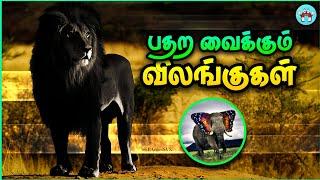 அதிர வைக்கும் HYBRID விலங்குகள் | Hybrid Animals | The Magnet Facts