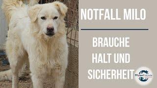 Milo - braucht Vertrauen