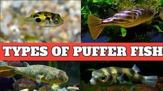 Puffer fish types | Types of freshwater puffer fish | Freshwater puffer fish .