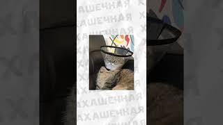 Мемы и мемы #приколы #мемы #мем #лютыеприколы #школа #троллинг #хахашечная