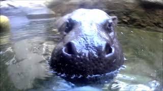 Unterwasseraufnahmen von den Zwergflusspferden im Tierpark Chemnitz