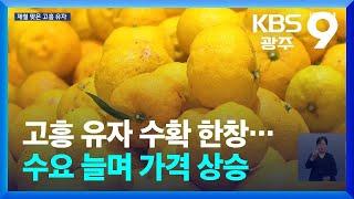 고흥 유자 수확 한창…수요 늘며 가격 상승 / KBS  2024.11.22.