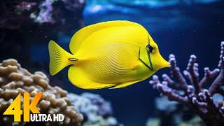Aquarium 4K VIDEO (ULTRA HD)  Beautiful Coral Reef Fish - Relaxing Sleep Meditation Music #101
