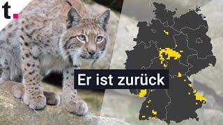 Luchs: Wo er in Deutschland wieder heimisch ist