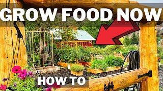 High Yield Outdoor Tomato Trellis | Grow Food Now | Growing Tomatoes