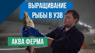 Выращивание рыбы в УЗВ Аква Ферма