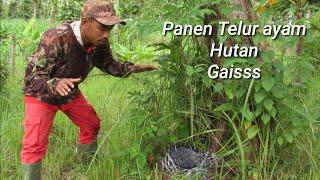 PANEN ANAK AYAM HUTAN ‼️MENANG BANYAK GAESSS,,, 