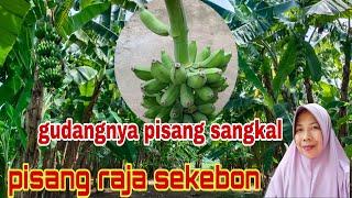 SENTRA PISANG SANGKAL ADA DI SINI