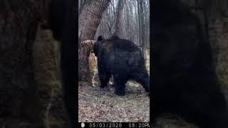 Siberian tiger and brown bear at same  place #tiger #wildlife #wildcat #animals #nature #tigre