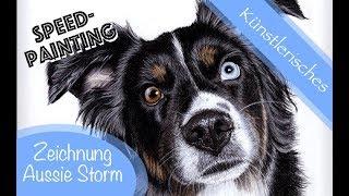 Speedpainting: Australian Shepherd Storm / realistische Hundezeichnung in Pastell / Kunst