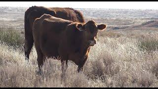 Soil Health on Arid and Semiarid Rangelands