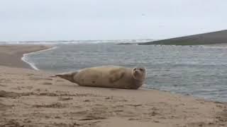 20190113  katwijk  gewone zeehond  foto rene vermeer  1