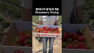캘리포니아 딸기농장에 다녀왔다 #딸기 #딸기체험 #딸기농장 #캘리포니아 #미국 #미국일상 #미국대학원생