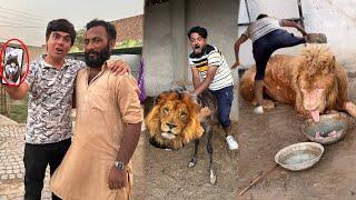 Mamu Ny Lion Pr Ride Kr Li  Browni Zinda Ha Pata Chal Gea 