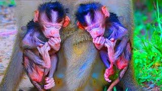 Unbelievable! Action poor newborn monkey babies with young mothers but look very funny and so cute