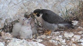 Wanderfalke – Vogel des Jahres 2018