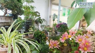 늦가을 오랫동안 피고지고하는꽃 추천 / 구절초/소국 autumn flowers