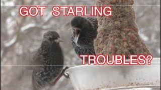 Starling Pests--a Suggestion: NARRATED