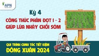 APN - CÔNG THỨC PHÂN ĐỢT 1, ĐỢT 2 - GIÚP LÚA NHẢY CHỒI SỚM | ĐÔNG XUÂN 2024 KỲ 4