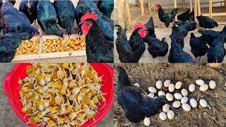 A simple way to get more eggs from your chicken / Gigant qora shaxzoda tovuqlari