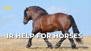 How to test a horse for Insulin Resistance