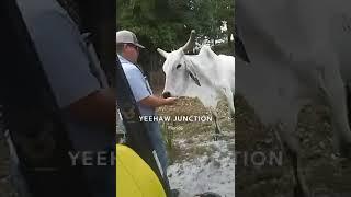 Man vs beast! #floridacracker #wildflorida #conservation #cowboys #krackerswag