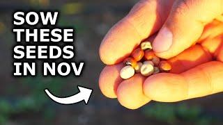 7 Seeds YOU MUST Grow in November