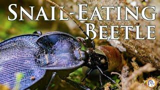 This Dangerous Beetle Feasts on Snails: Cahaba National Wildlife Refuge