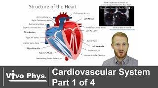 Cardiovascular System Part 1 of 4 - Anatomy