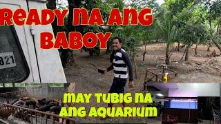 Another batch nanaman ng baboy, galing candelaria Zambales | Nilagyan ko na ng tubig ang aquarium