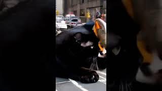 Gigantic Black Cat Causes Traffic Mayhem! "#GiantCat #PhotographyMagic #TrafficChaos #catlover #yt