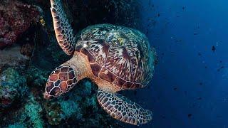 Scuba Diving Bunaken National Park in Indonesia with Murex Resorts