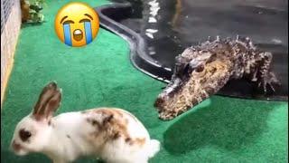 Crocodile  Eats Bunny   (LiveFootage) caught