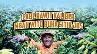 cabe rawit kaliber Mbah Wito buka sitik joss