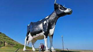 The World's Largest Holstein Cow