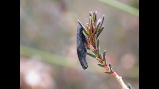 The heathland case