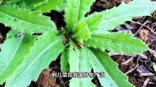 刺耳菜：低调却高效，你不知道的养生秘密