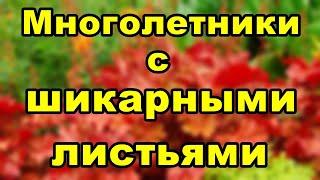 Многолетники, которые стоит сажать только ради листвы.