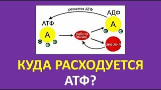 18. Куда расходуется АТФ?