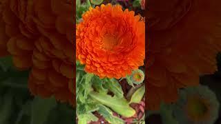 Best Fall & Winter Flowers for an Organic Garden ️