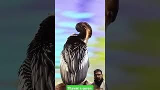 tilawat e quran #birds #nature #animals #ytshorts #islamicvideo #quran #alqariah #quranrecitation