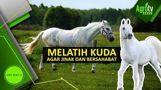 MELATIH KUDA AGAR JINAK DAN BERSAHABAT