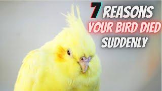 7 Common Reasons Your Bird Died Suddenly