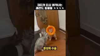 자다가 다시 생각나는 웃긴 동물들 ㅋㅋㅋㅋㅋ  #shorts
