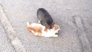 Stray cat tries to wake mate with teeth and claws, trying again and again