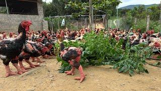 Chicken farming - How to treat lice and mites in chickens naturally - Farm life