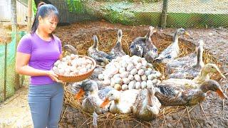 Harvest Ducks Eggs Goes To The Market Sell - How To Build Nest For Ducks To Lay Eggs