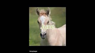 Your birth month your horse!