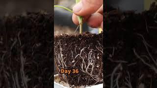 How to grow broccoli from seed to harvest - Container Garden