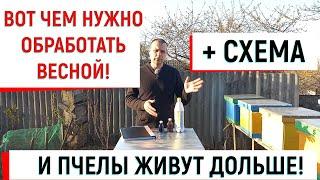 Вот чем нужно обработать весной! И пчелы живут дольше! + СХЕМА